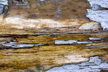 Naklejka premium Texture of old dried gray paint on wood, background