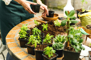 Planting basil in home garden