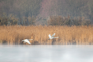 Łabędź krzykliwy © arek0michalak