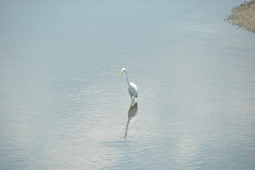 White heron in Jaffna in Sri Lanka