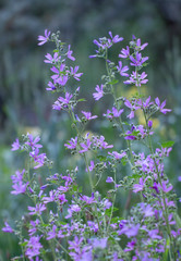 Kleine zarte lila Blumen