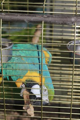 BLUE MACAW PARROT SITTING IN A CAGE