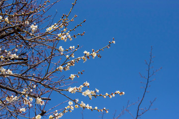 桜と青空