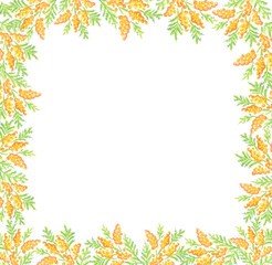 Hand drawn mimosa frame background