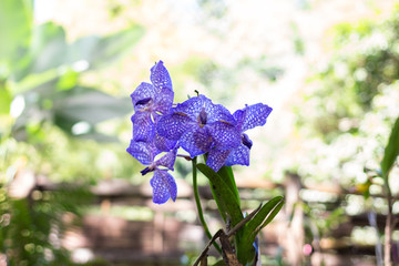 beautiful bloom purple orchid - 257433127