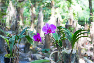 beautiful bloom purple orchid - 257433158