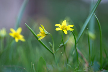 Small flowers of Gagea lutea or goose onions close-up. Yellow Star-Of-Bethlehem spring blooming on sunny day. Nature and botany, flowers with yellow petals for garden decoration.