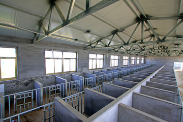 calves breeding room in a farm