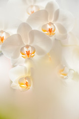 Makro weißer Orchideen Blüten im Gegenlicht