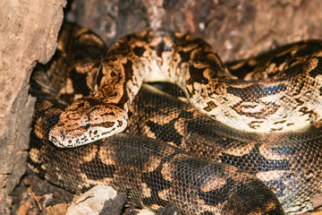 Madagascar ground boa leaving hiding-place