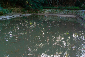 Pond background in Japan 
