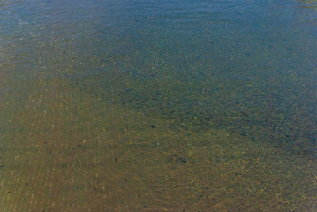 A shoal of fish in Japanese river 