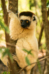 Verreaux’s sifaka clinging to a tree 