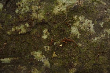 Green moss background