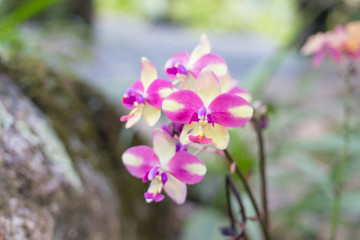 beautiful bloom yellow and purple orchid - 257433744