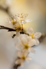 Weisse Blumen - Zarte Blüten des Weißdorn (Crataegus)