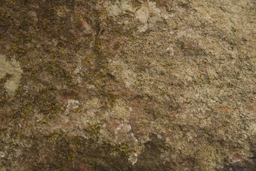 Green moss background