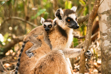 brown lemur with baby on her back, close