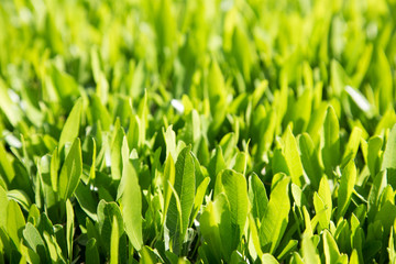 Green leaves natural background texture, Lawn for the background . Summer vegetative background. Natural summer and spring background.