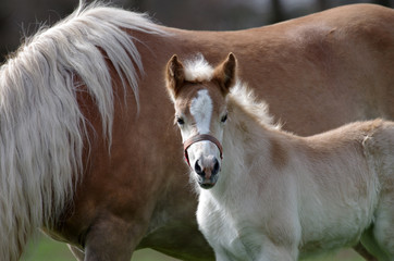 fohlen haflinger