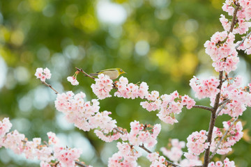 Sakura,pink cherry blossom in Japan on spring season.