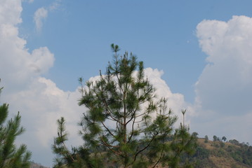 Obraz na płótnie Canvas tree with sky