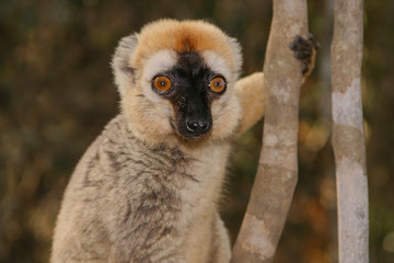 portrait of brown lemur in the tree