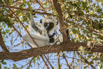 Verreaux’s sifaka baby high in the tree 