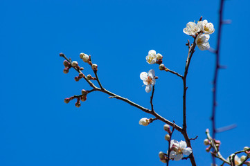 ３分咲き青空に映える
