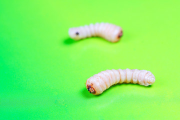 Monochamus alternatus larvae
