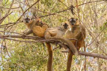 Obraz premium brown lemurs close together in tree