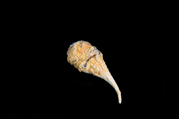 Herbal Lepidium meyenii Walp on a black background