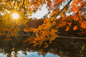 Beautiful Japan autumn with sunrise at Kumoba Pond or Kumoba ike of Karuizawa ,Nagano Prefecture Japan.