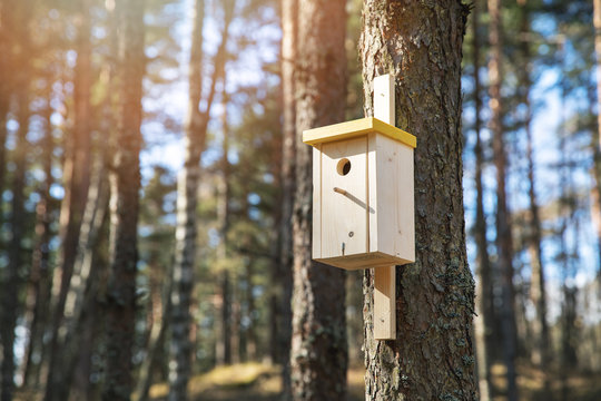 wooden bird house on the pine tree trunk