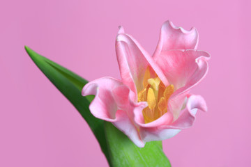 Fototapeta na wymiar Delicate flower tulips isolated on pink background.