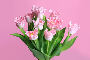 Bouquet of tender tulips isolated on pink background.