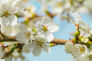 Beautiful cherry blossom or sakura in   japanese  in spring time.