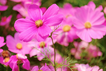 Obraz premium The Cosmos Flower