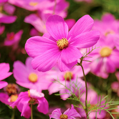 The Cosmos Flower
