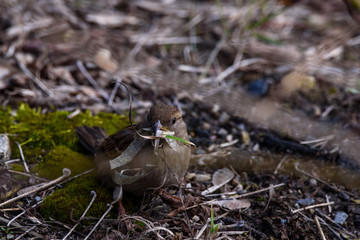 Selective focus photo. House sparrow female bird (Passer domesticus) with plastic lente at her beak.