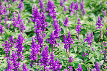 Purple lavender flower