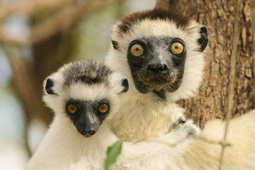 portraits of Verreaux’s sifaka with baby