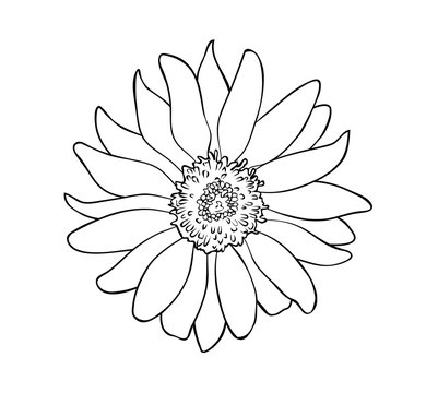 Vector illustration, isolated sunflower flower in black and white colors, outline hand painted drawing