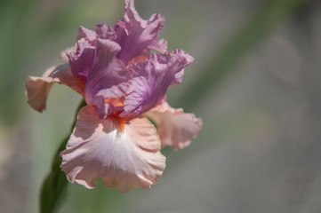 Tall Bearded Iris Keeping Up Appearances