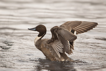 Rożeniec © arek0michalak