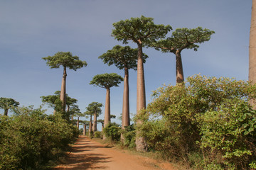 Fototapeta na wymiar Grandidier’s baobabs on the edge of a sand path in Madagascar