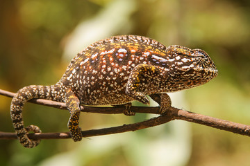 colorful chameleon climbing on a thin branch