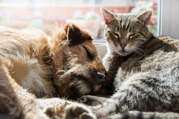 Naklejka na ściany i meble cat and dog sleeping together