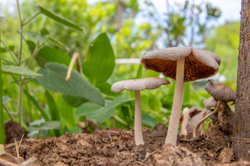 Macro photo of white mushrooms on the ground.