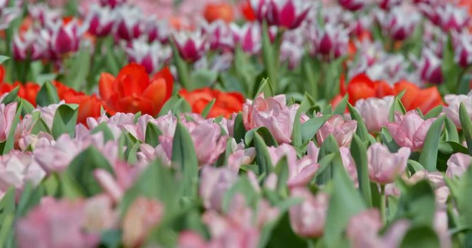 Beautiful Tulip in field